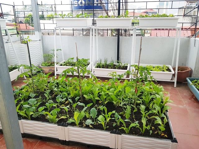 Vườn rau sạch trên sân thượng