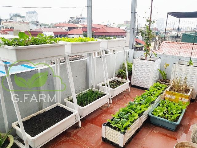 Vườn rau sạch trên sân thượng