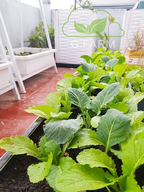 Vườn rau sạch trên sân thượng