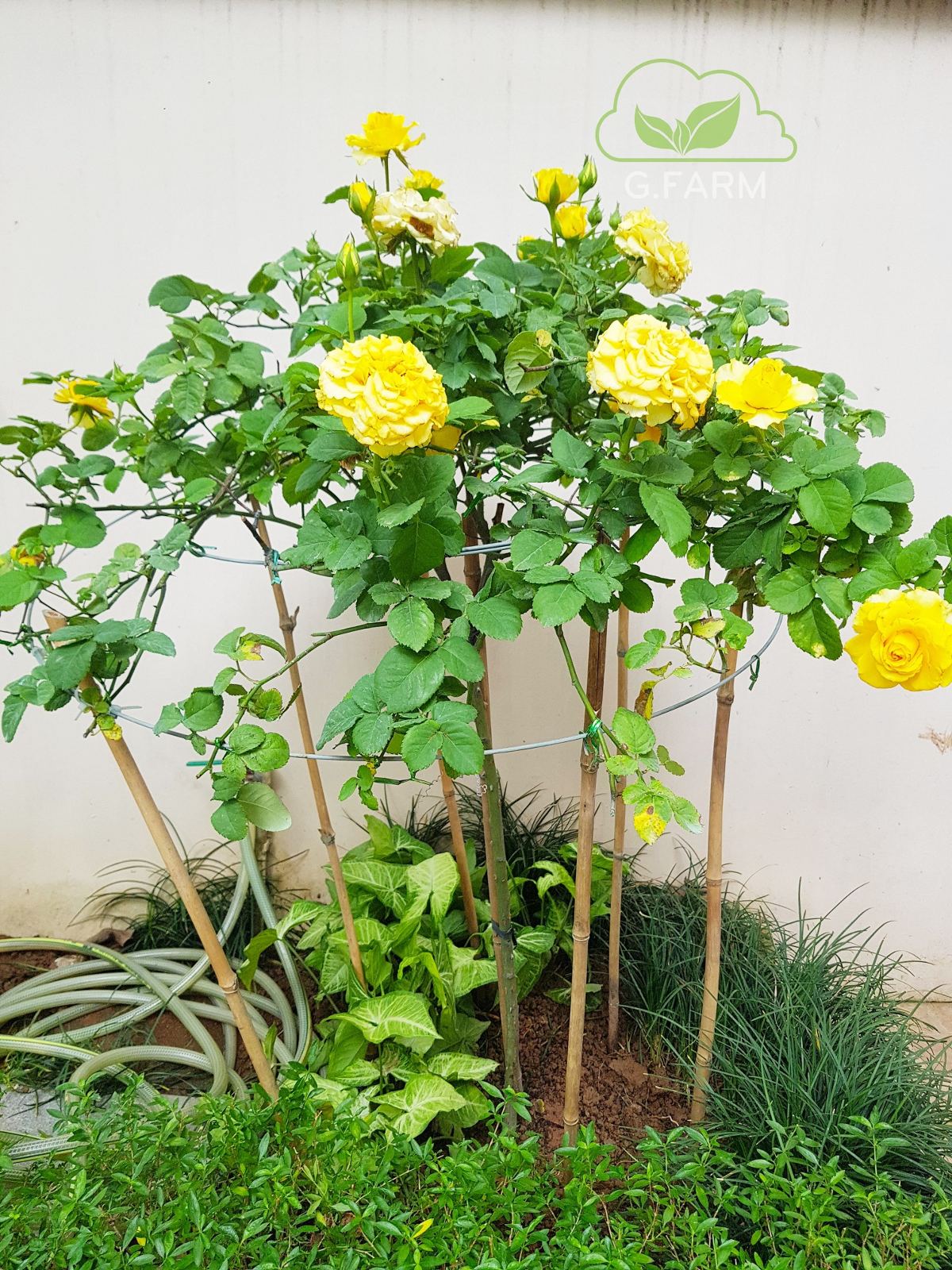 Thiết kế và thi công sân vườn tuyệt đẹp tại Vinhomes Long Biên