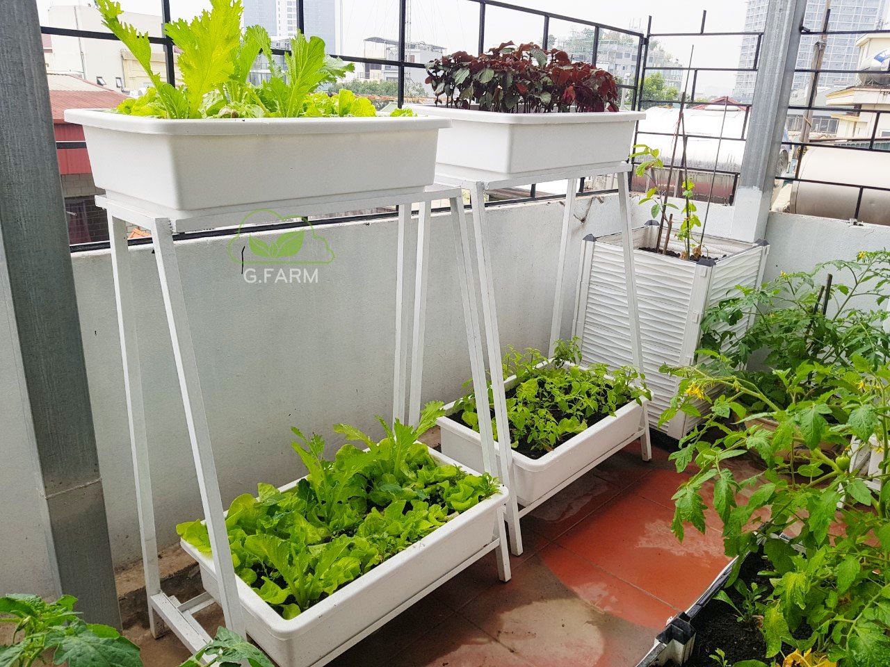 Vườn rau sạch trên sân thượng