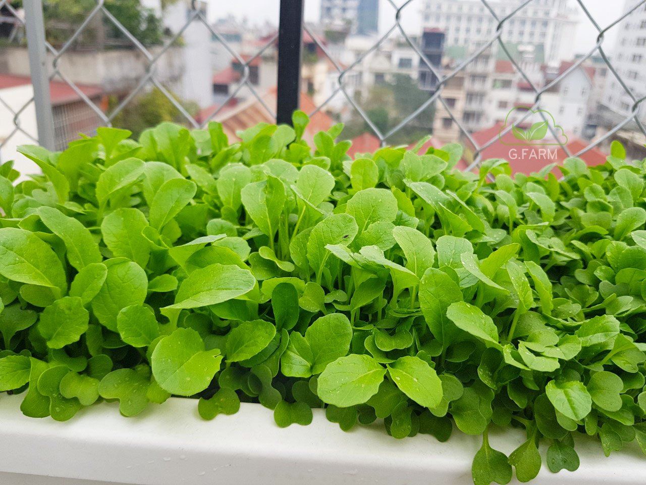 Vườn rau sạch trên sân thượng