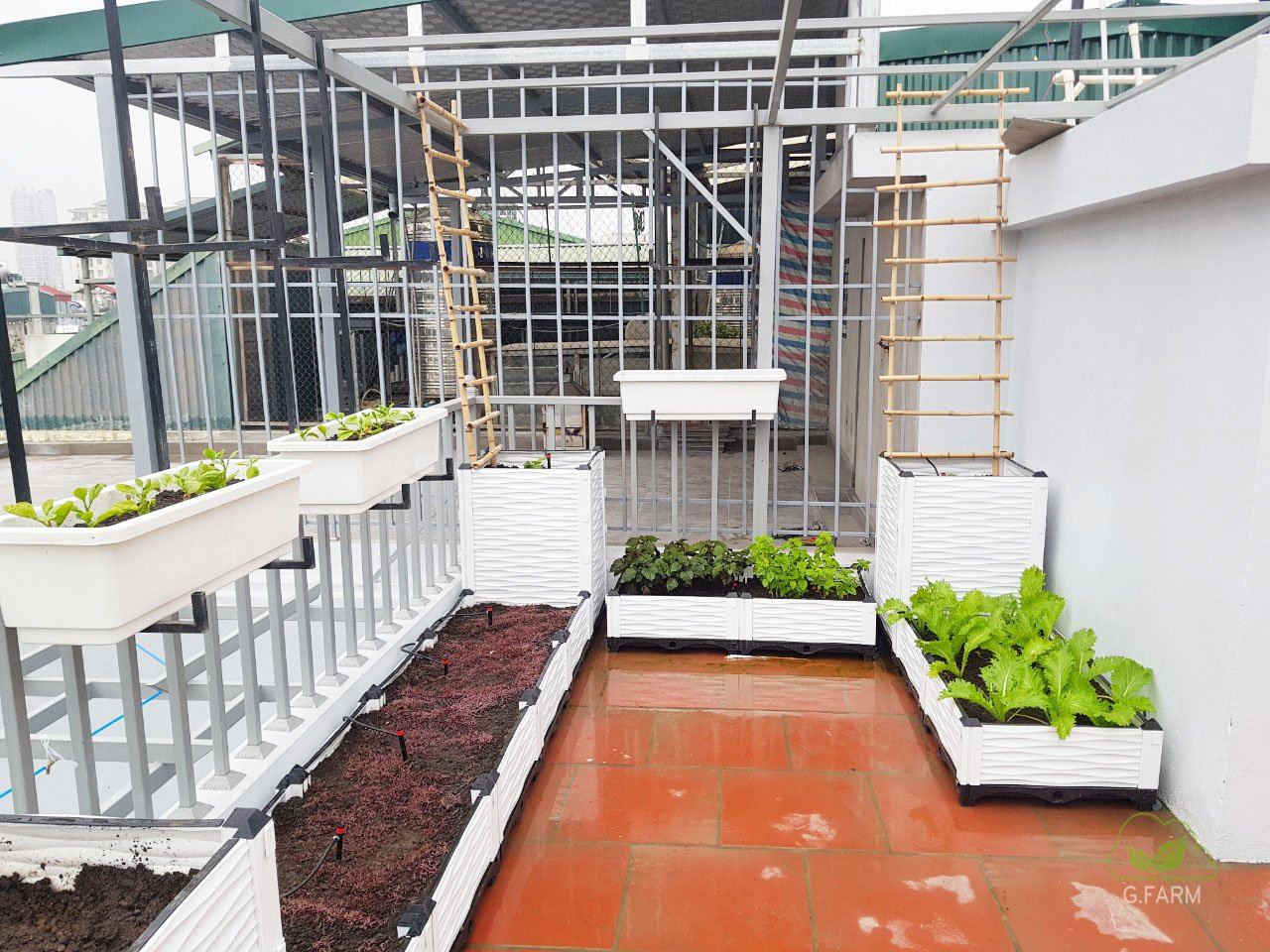 Vườn rau sạch trên sân thượng