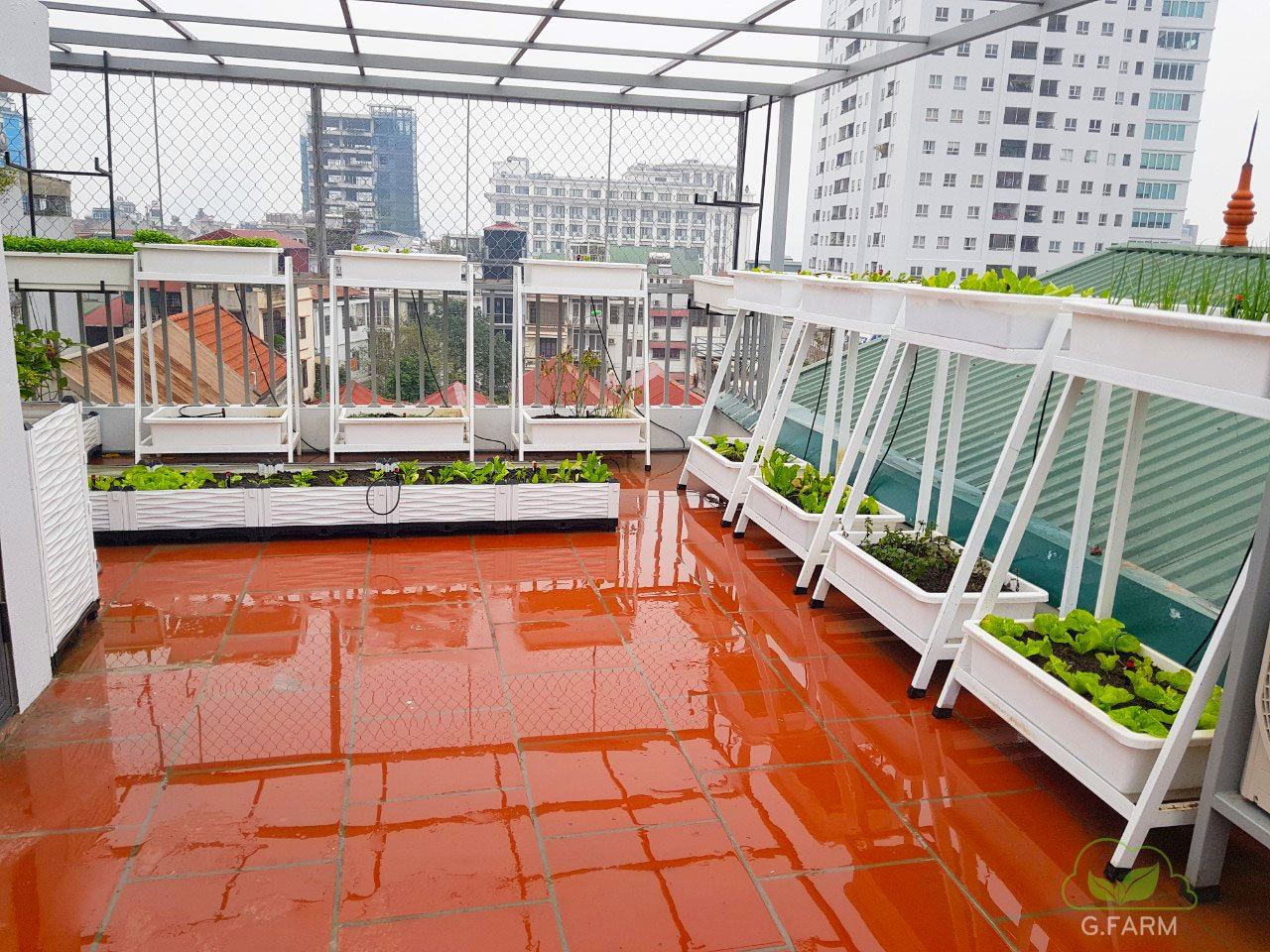 Vườn rau sạch trên sân thượng