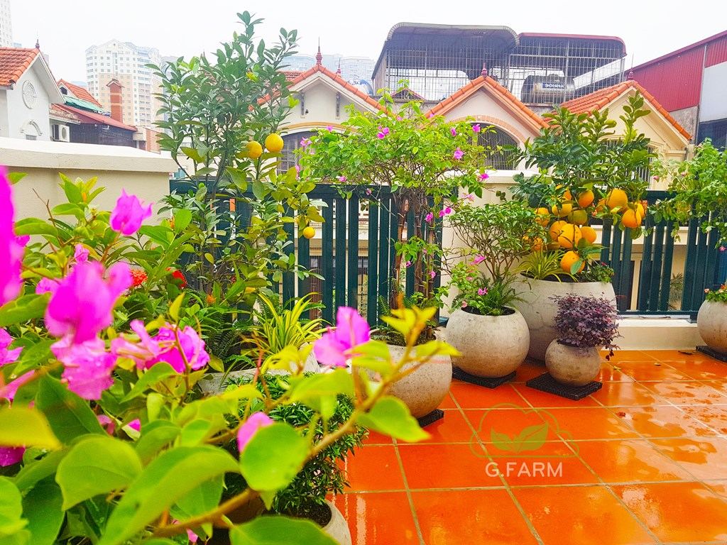 Thiết kế thi công vườn sân thượng nhỏ chú Trung- Nguyễn Thị Định