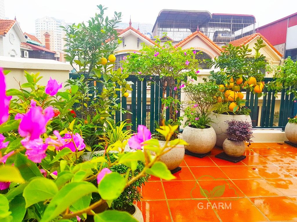 Thiết kế thi công vườn sân thượng nhỏ chú Trung- Nguyễn Thị Định