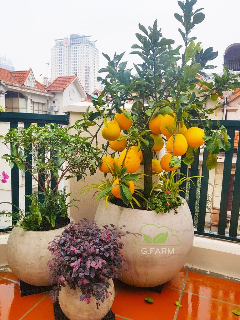 Thiết kế thi công vườn sân thượng nhỏ chú Trung- Nguyễn Thị Định