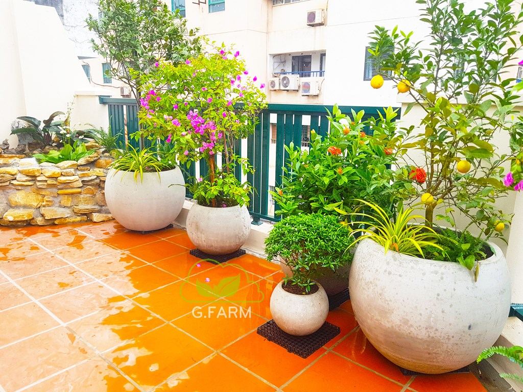 Thiết kế thi công vườn sân thượng nhỏ chú Trung- Nguyễn Thị Định