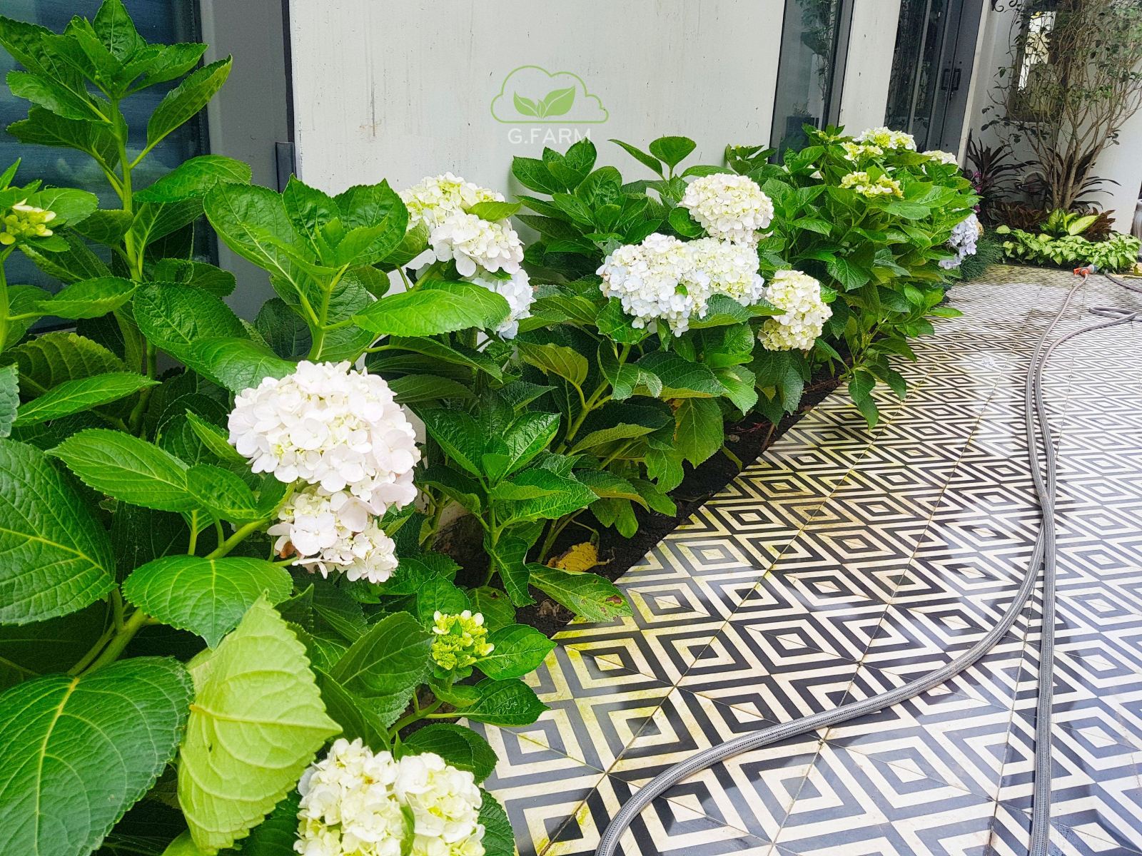 Mẫu thiết kế sân vườn biệt thự Chị Hiền The Manor - Phong cách Châu Âu