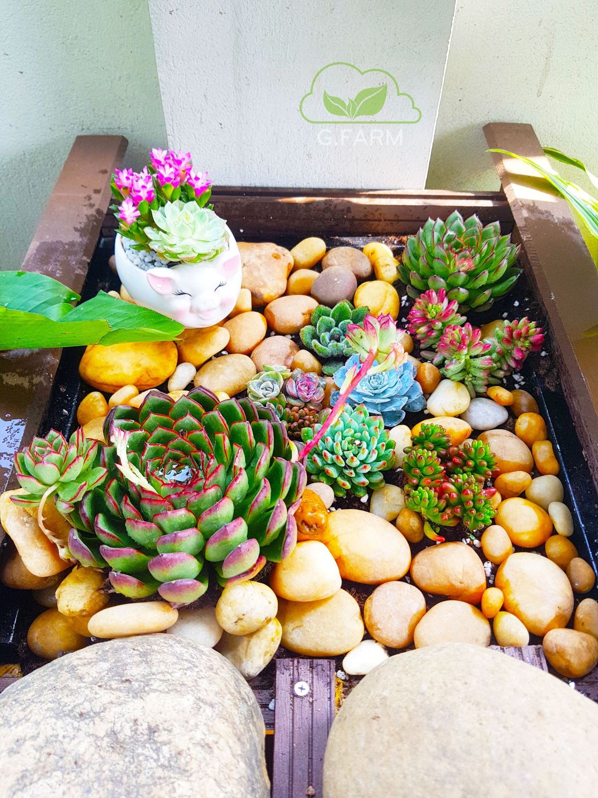 Vườn sân thượng nhỏ 25m2 anh Tuân Hàng Than