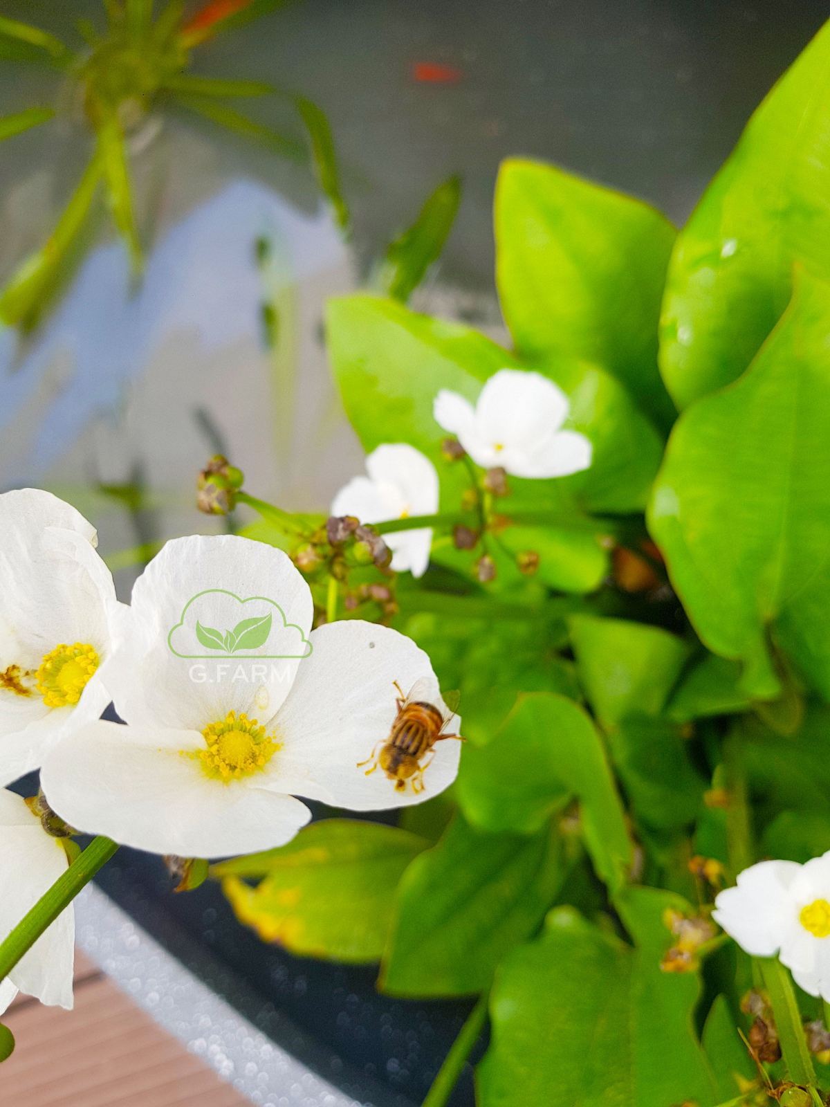 Vườn sân thượng nhỏ 25m2 anh Tuân Hàng Than