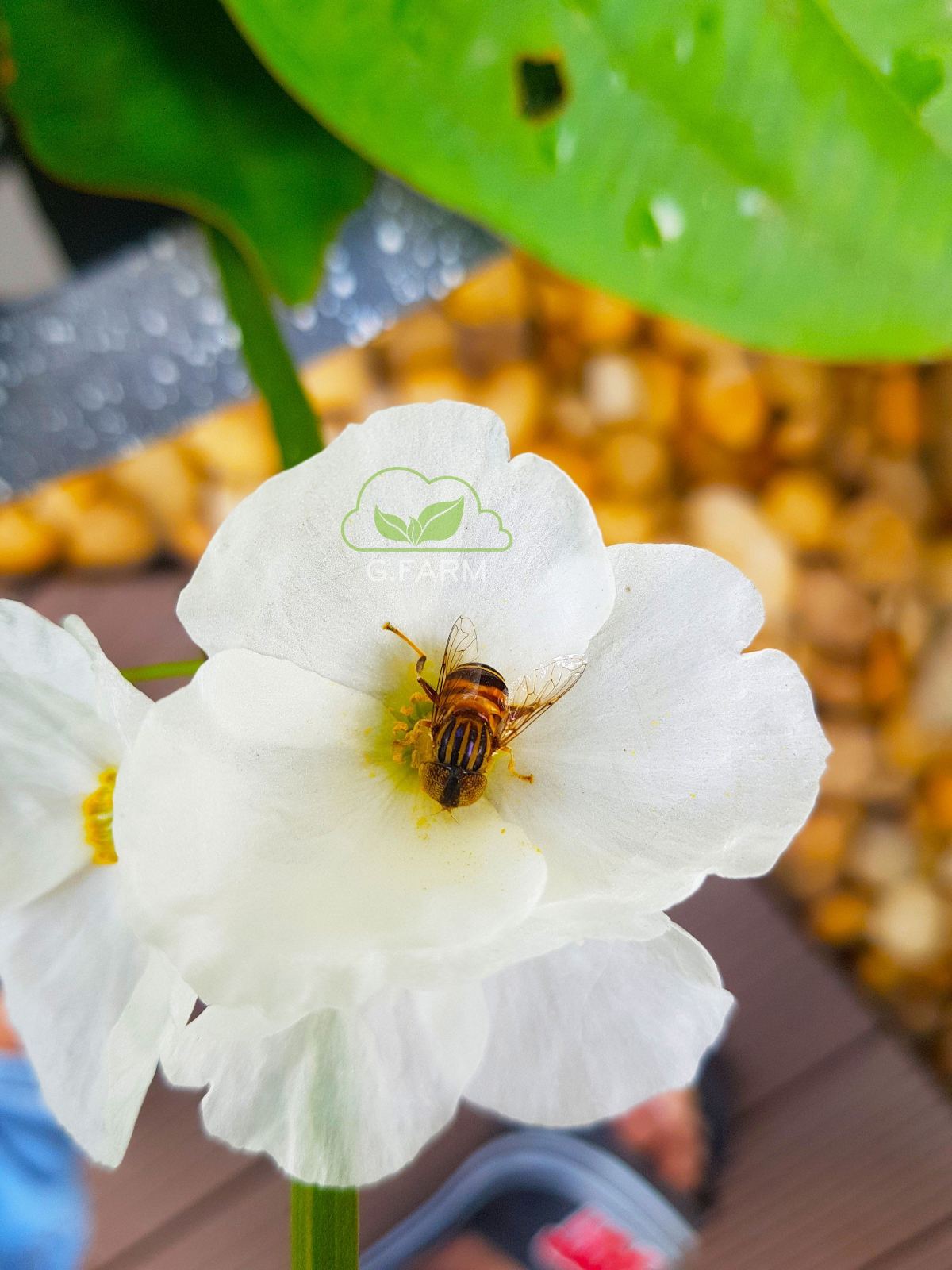 Vườn sân thượng nhỏ 25m2 anh Tuân Hàng Than