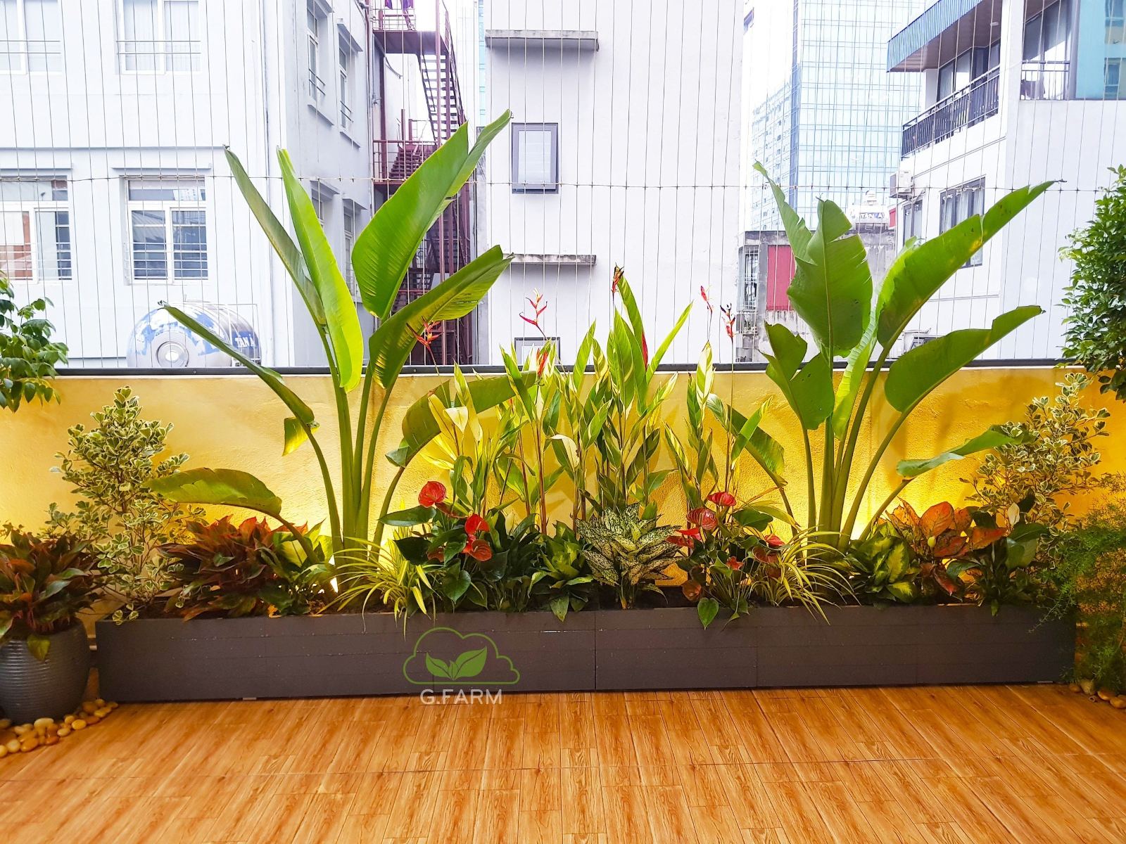 Dự án vườn sân thượng nhỏ 15m2 chị lụa hoàng cầu