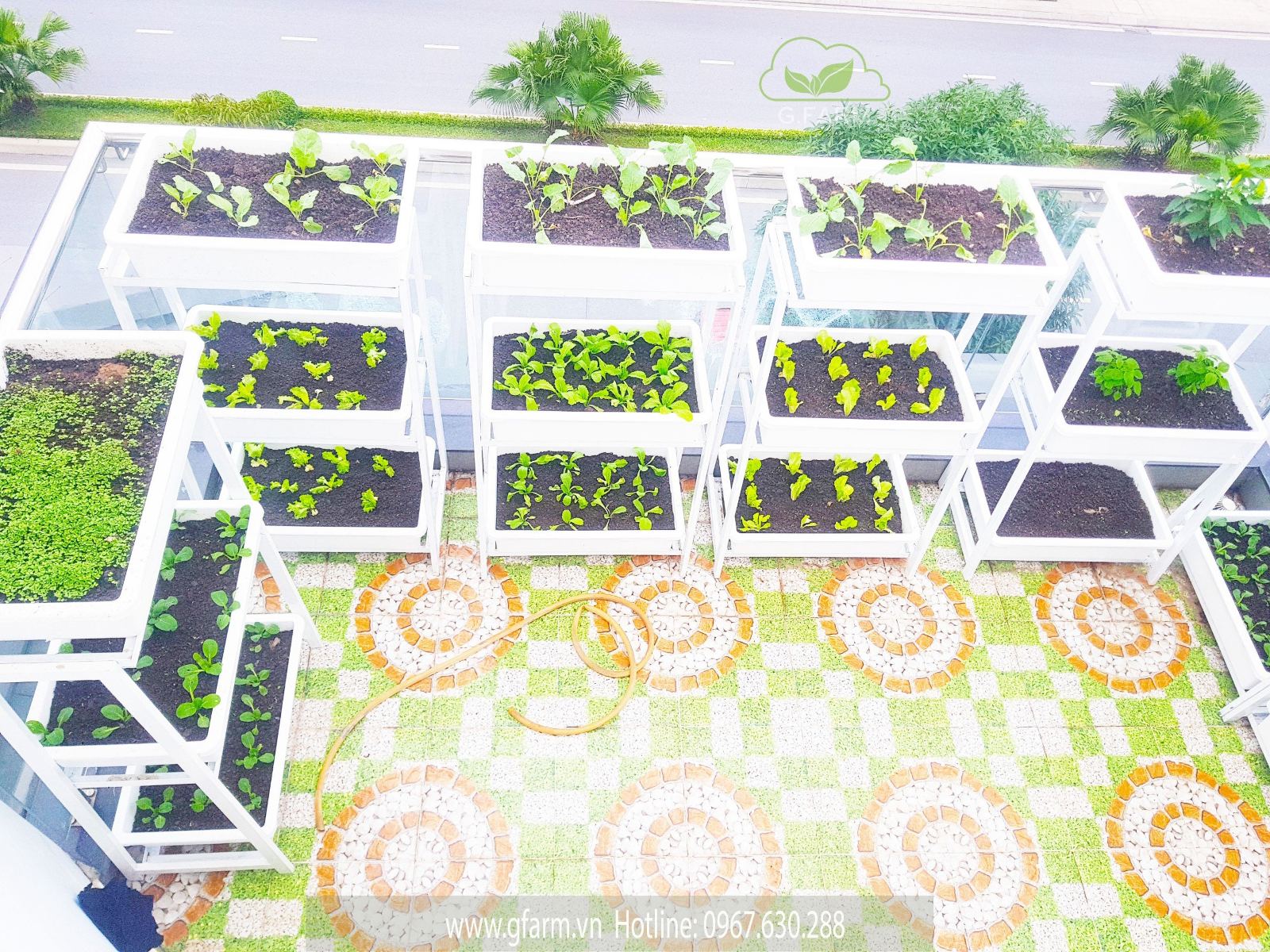 Vườn rau Vinhomes OceanPark