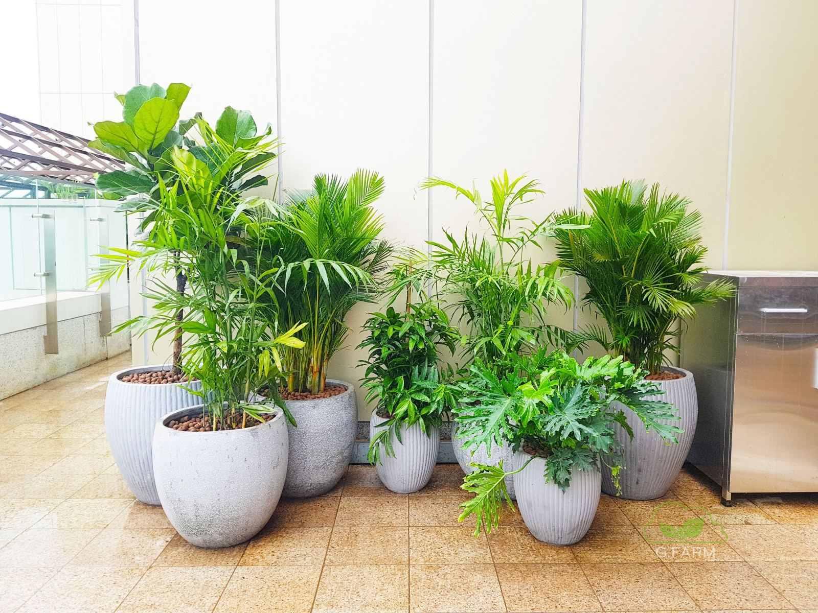 Vườn tiểu cảnh nhà hàng Haidilao Lotte Tây Hồ