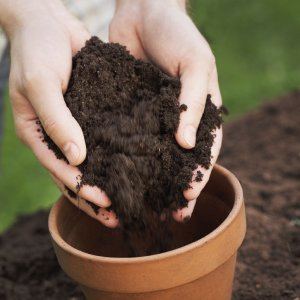 Phân bón siêu dinh dưỡng cho cây trồng chậu