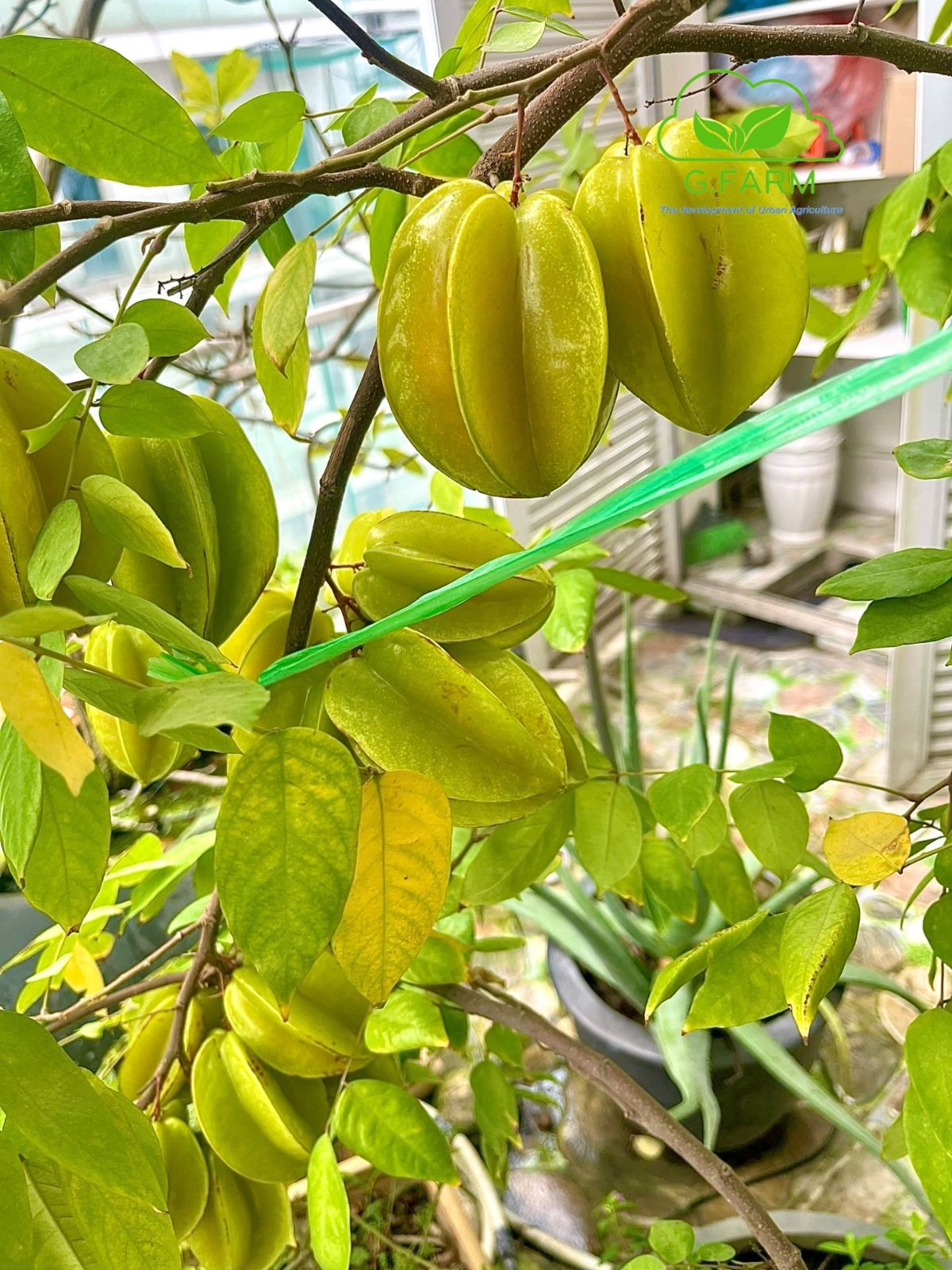 Phân bón siêu dinh dưỡng cho cây trồng chậu