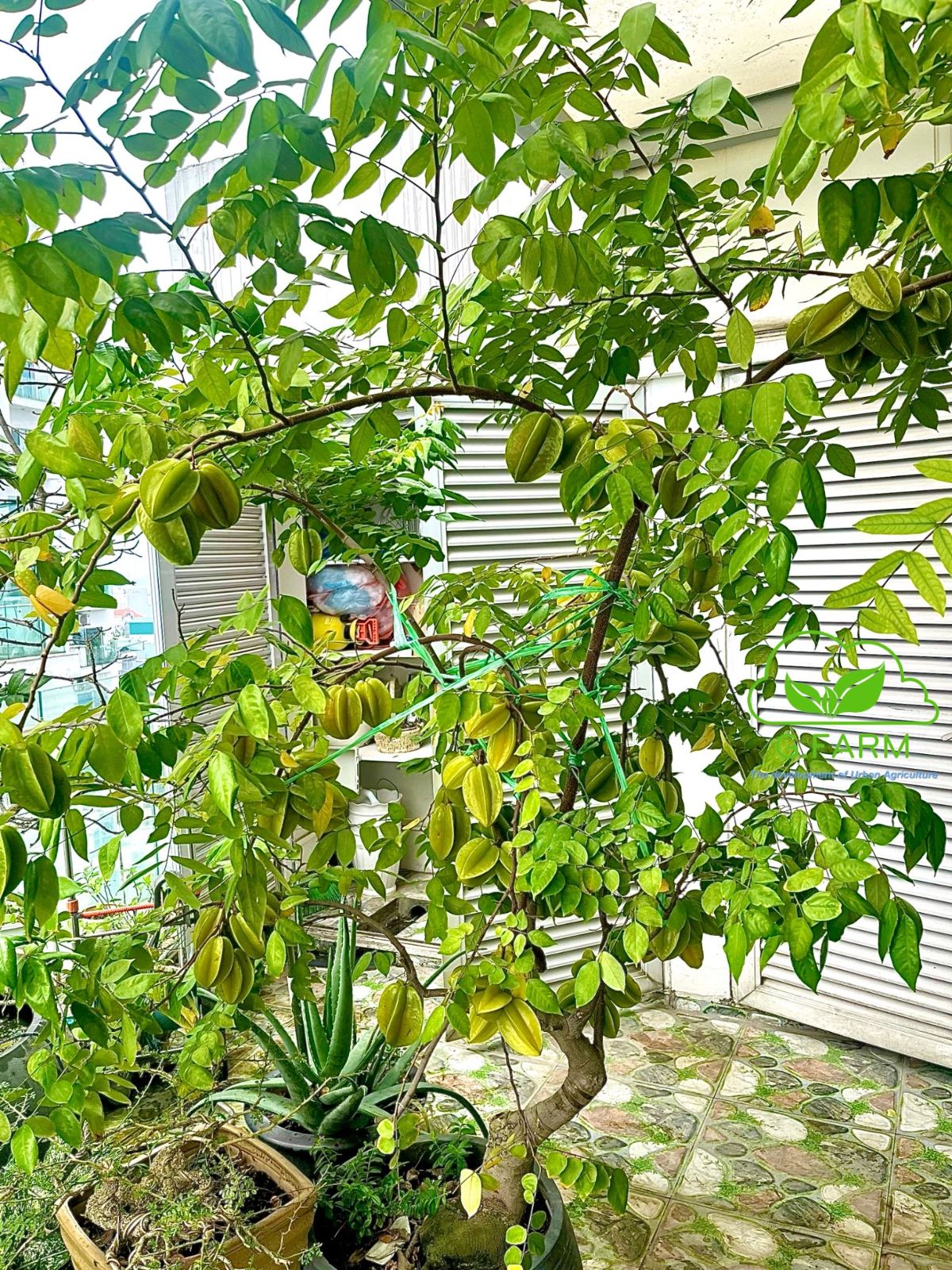 Phân bón siêu dinh dưỡng cho cây trồng chậu