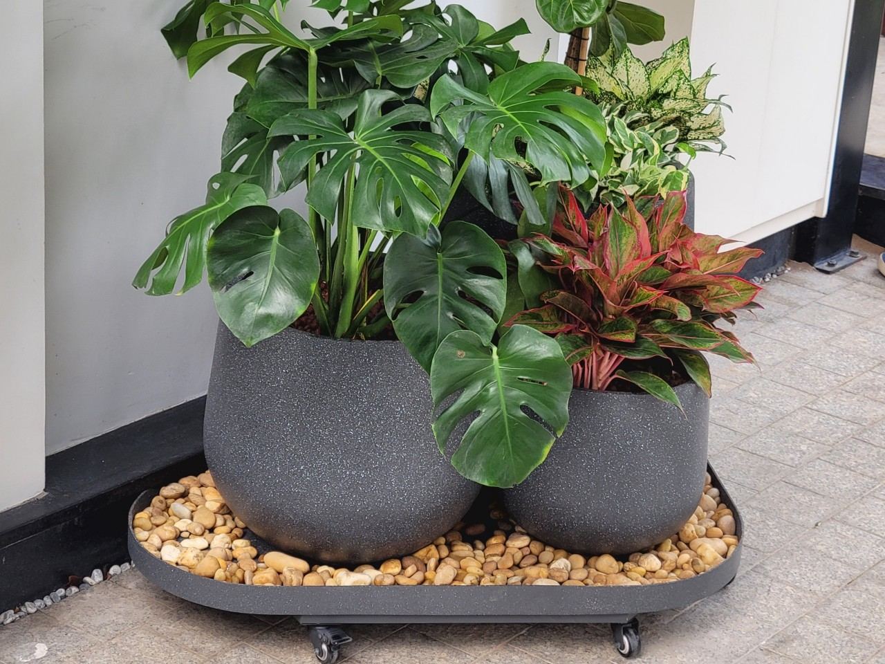 Chậu tiểu cảnh composite sợi thủy tinh