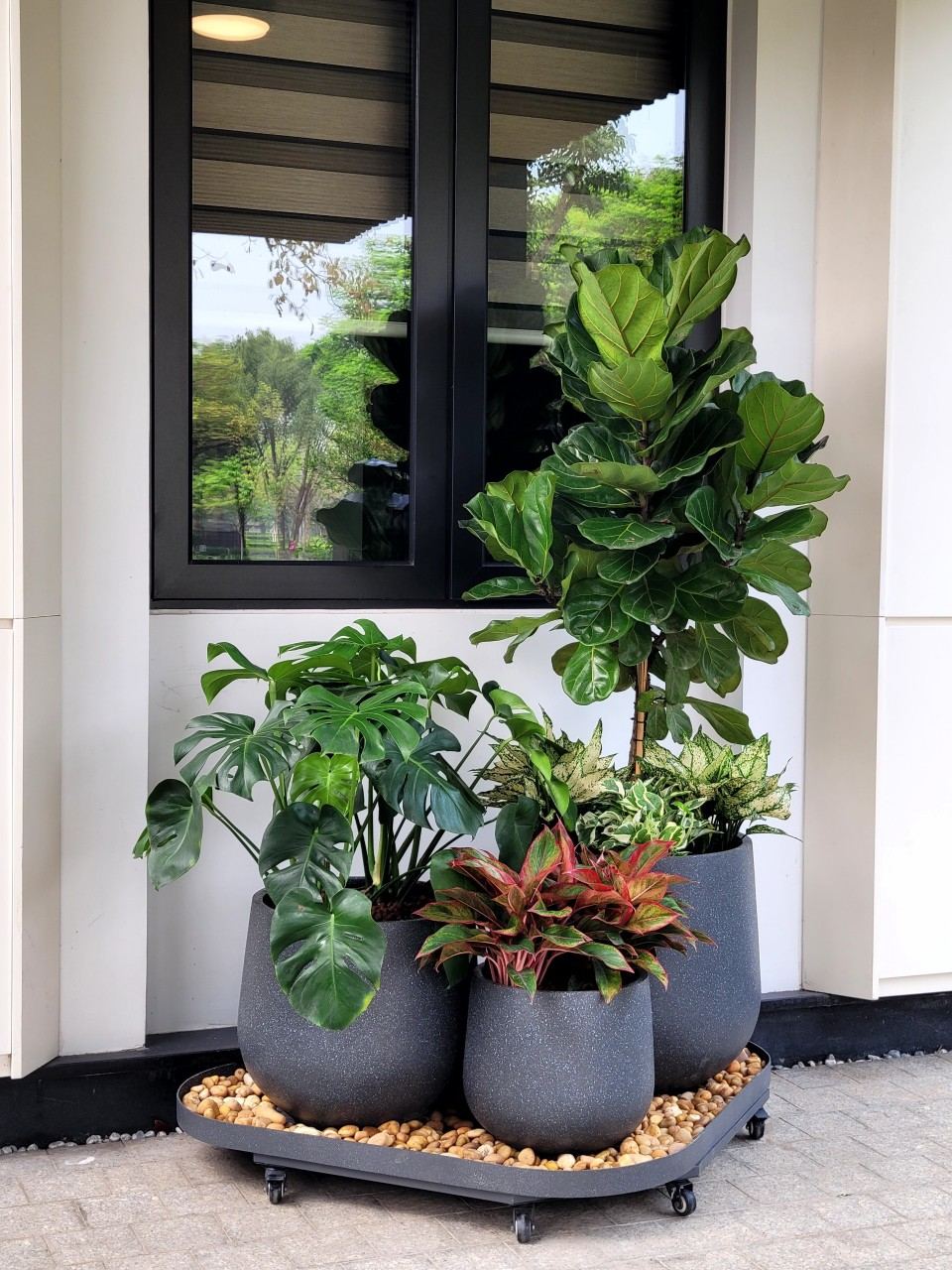 Chậu tiểu cảnh composite sợi thủy tinh