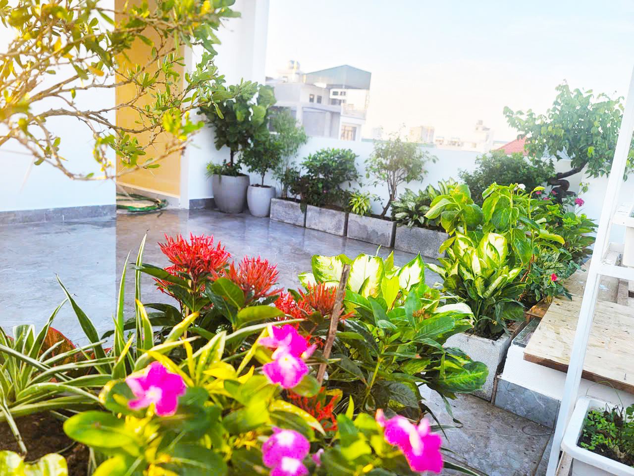 Vườn cây sân thượng chị Nga Phố Nối Hưng Yên