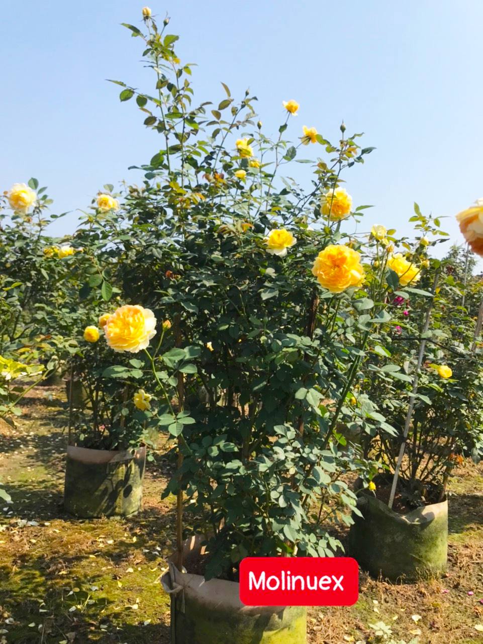 Vườn hồng khoe sắc thắm