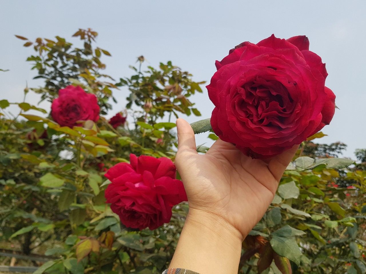 Vườn hồng khoe sắc thắm