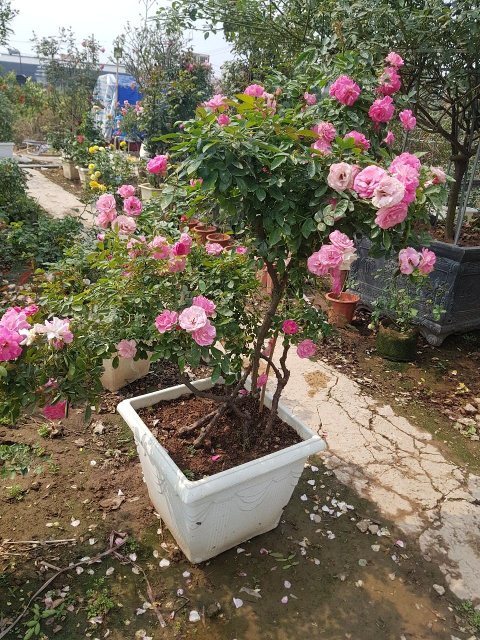 Vườn hồng khoe sắc thắm