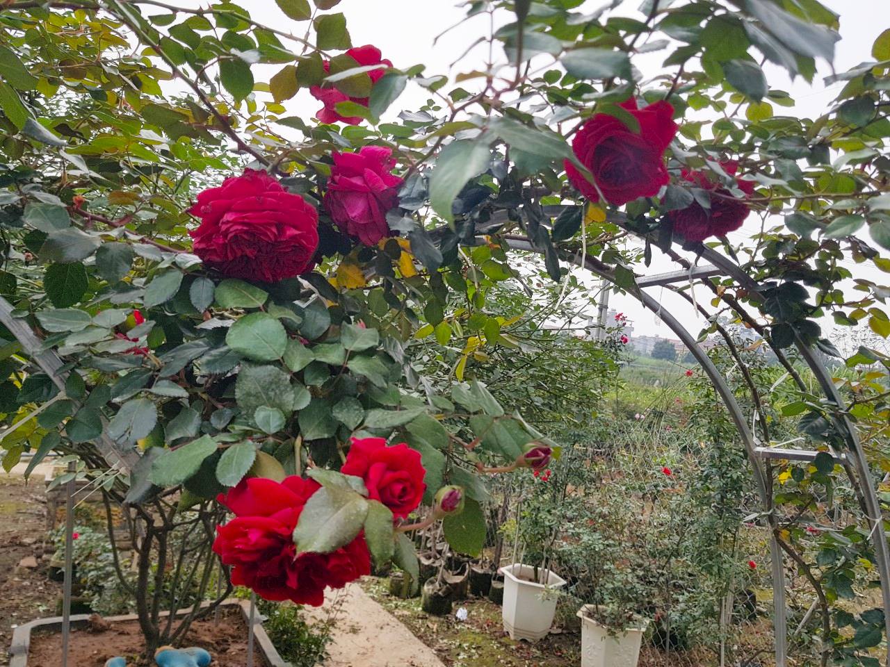 Vườn hồng khoe sắc thắm