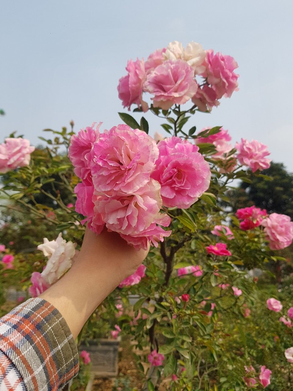 Vườn hồng khoe sắc thắm