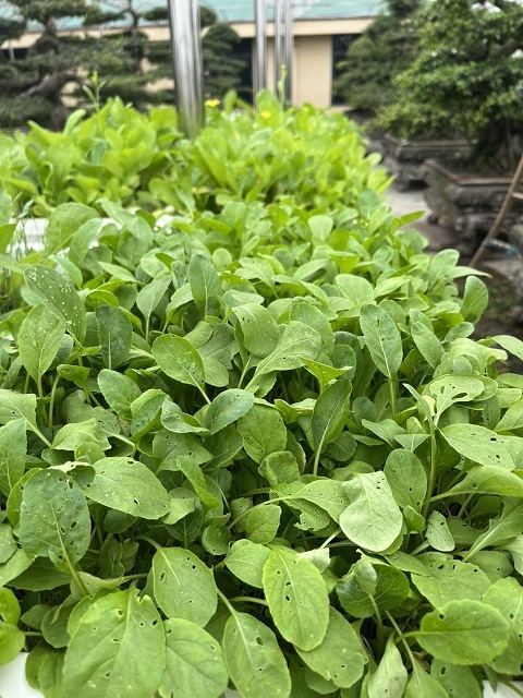 Vườn rau sạch sân thượng