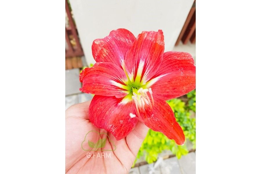 Thiết kế và Thi công dự án - Chị hà