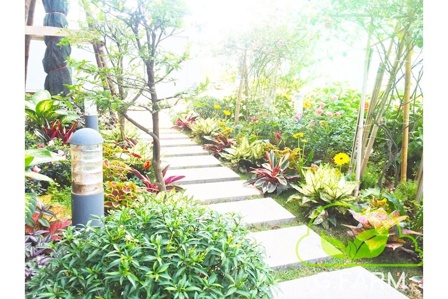 Thiết kế và Thi công dự án sân vườn Biệt thự 300m2 - Chị Thủy