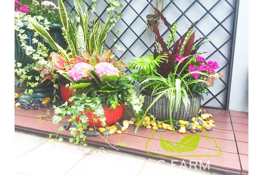 Thiết kế và Thi công dự án sân vườn Biệt thự 300m2 - Chị Thủy