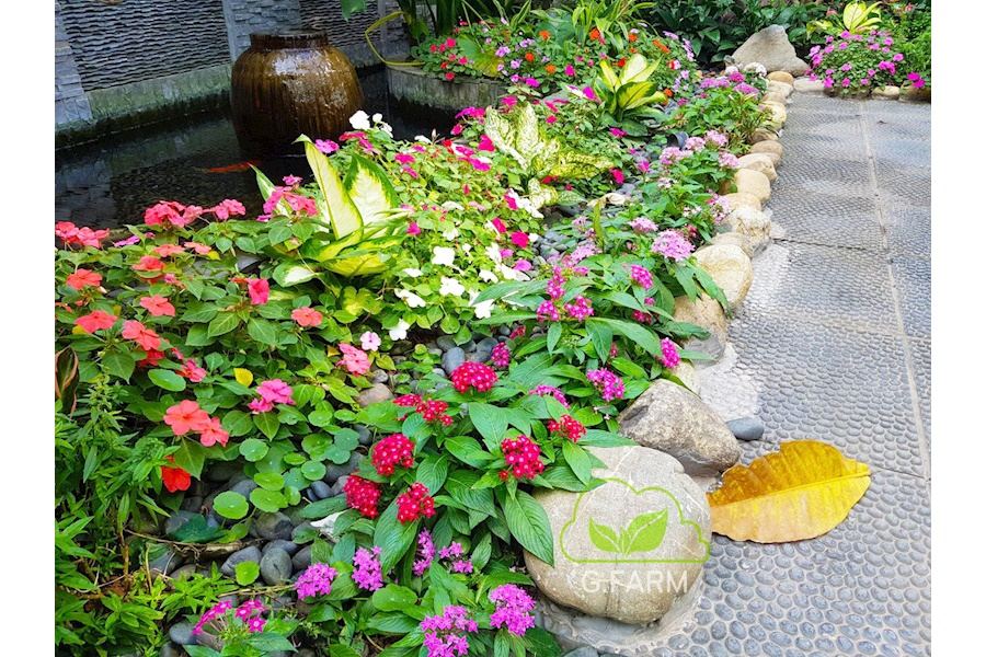 Thiết kế và Thi công dự án sân vườn Nhà phố 100m2 - Chị nga