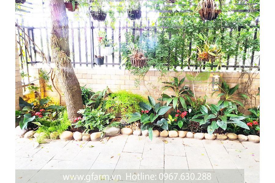 Thiết kế và Thi công dự án sân vườn Nhà phố 100m2 - Chị Đan