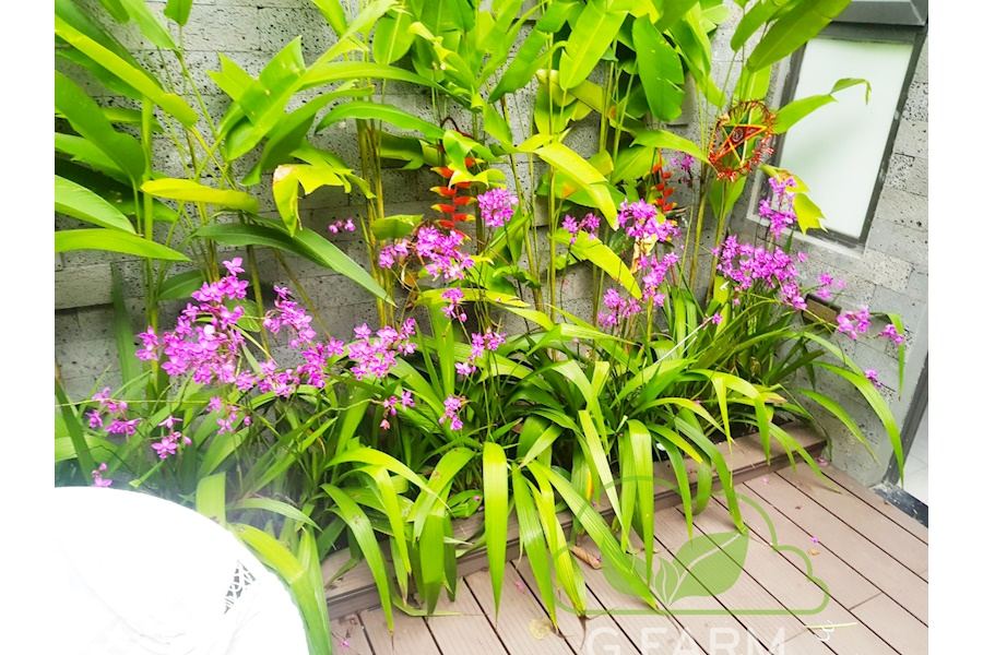 Thiết kế và Thi công dự án sân vườn Nhà phố 100m2 - Chị Đan