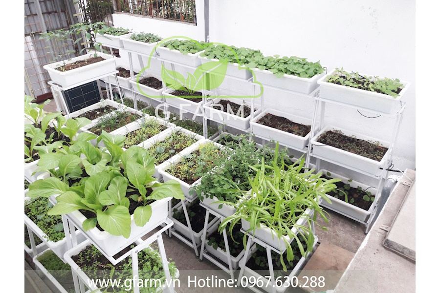 Thiết kế và Thi công dự án Rau sạch sân vườn 60m2 - Chú Thuần
