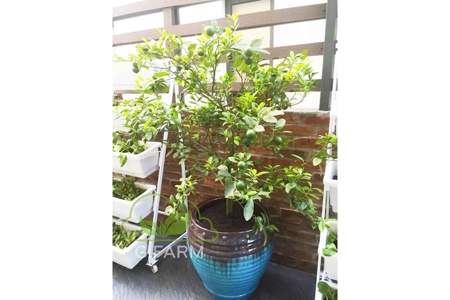 Thiết kế và Thi công dự án Rau sạch sân vườn 18m2 - Chị Ngân