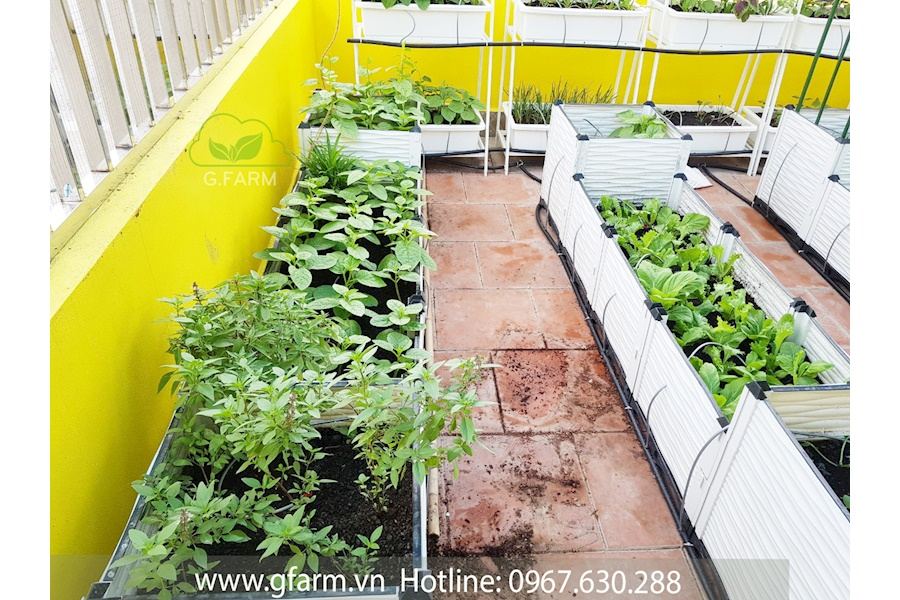 Thiết kế và Thi công dự án Rau sạch sân vườn 40m2 - Chị Uyên Hạnh