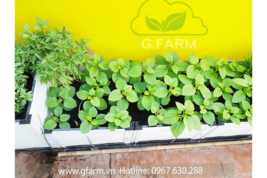 Thiết kế và Thi công dự án Rau sạch sân vườn 40m2 - Chị Uyên Hạnh