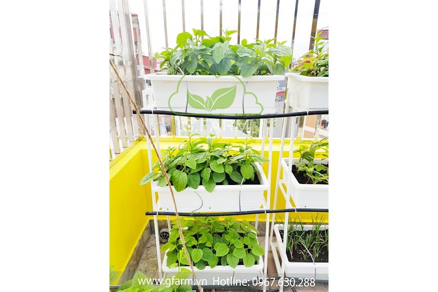 Thiết kế và Thi công dự án Rau sạch sân vườn 40m2 - Chị Uyên Hạnh