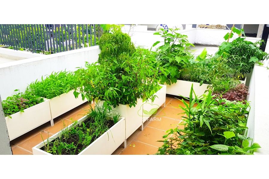 Thiết kế và Thi công dự án Rau sạch sân vườn 40m2 - Chị Trang