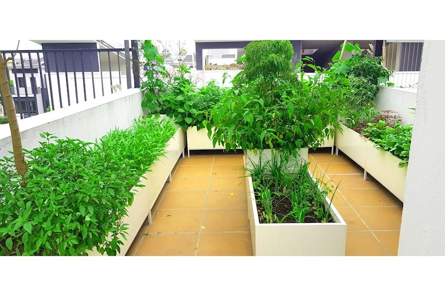 Thiết kế và Thi công dự án Rau sạch sân vườn 40m2 - Chị Trang