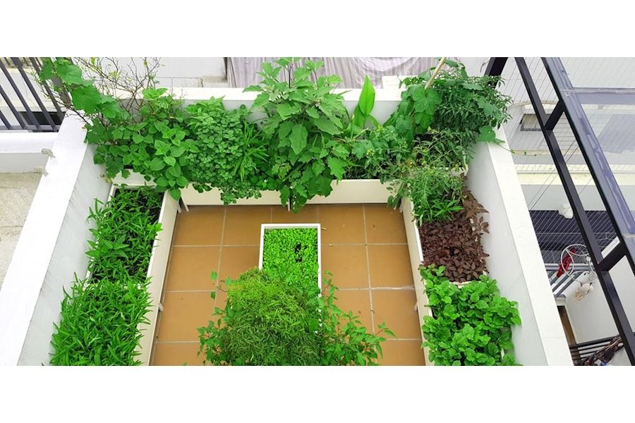 Thiết kế và Thi công dự án Rau sạch sân vườn 40m2 - Chị Trang