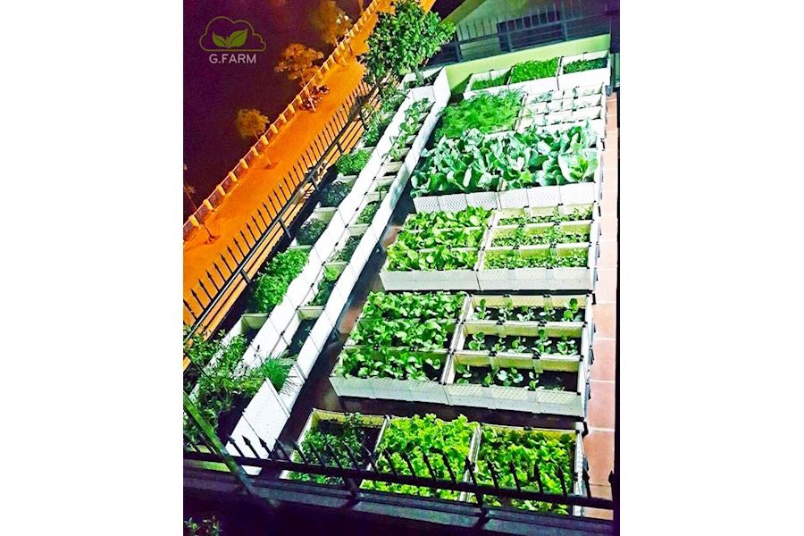 Thiết kế và Thi công dự án Rau sạch sân vườn 40m2 - Cô Ngân