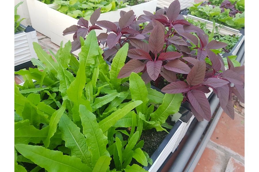 Thiết kế và Thi công dự án Rau sạch sân vườn 30m2 - Chị Thảo