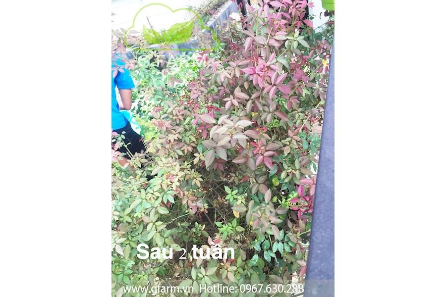 Thiết kế và Thi công dự án - Splendora
