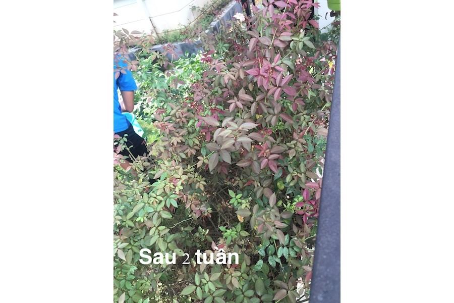 Thiết kế và Thi công dự án - Splendora