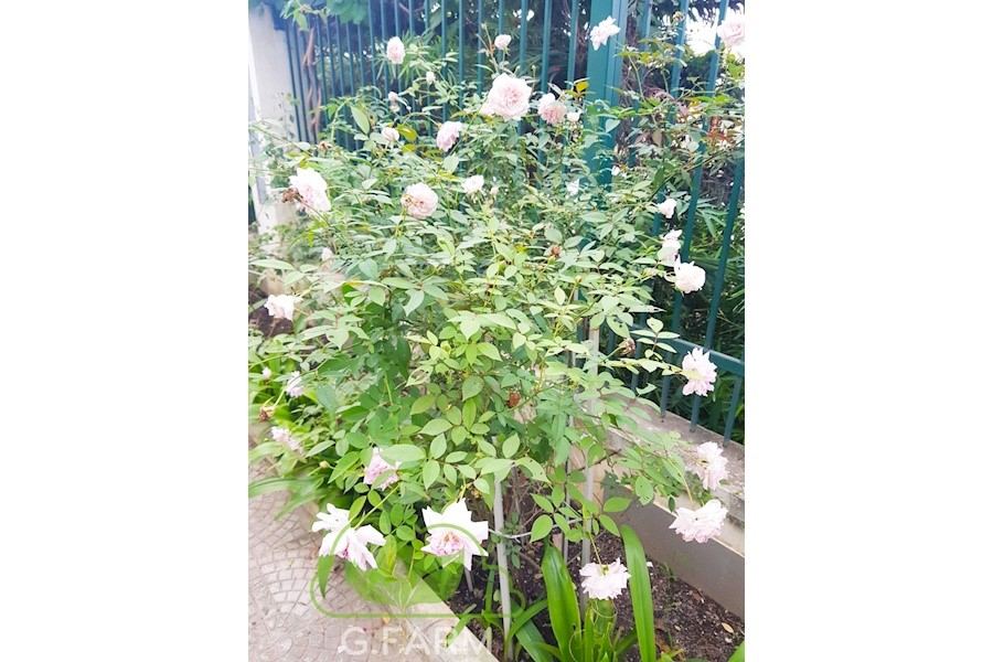 Thiết kế và Thi công dự án - Cty Tân Kỳ